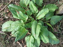 Attēlu rezultāti vaicājumam “Rumex obtusifolius”