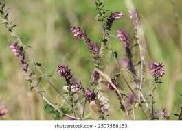 Attēlu rezultāti vaicājumam “Odontites vulgaris flower”