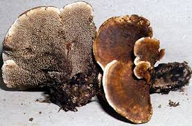 Attēlu rezultāti vaicājumam “Hydnellum aurantiacum”