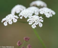 Attēlu rezultāti vaicājumam “Torilis japonica”