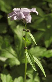 Attēlu rezultāti vaicājumam “Cardamine bulbifera flower”