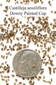 Attēlu rezultāti vaicājumam “Badhamia capsulifera sessile”