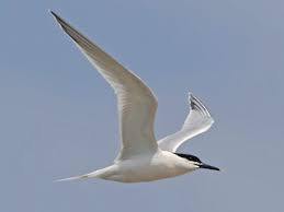 Image result for Sterna acuflavida