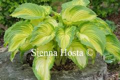 Image result for Hosta Warpaint