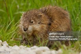 Attēlu rezultāti vaicājumam “Ondatra zibethicus”