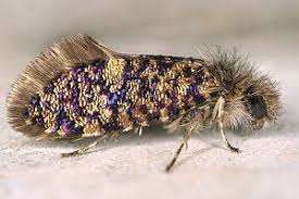 Attēlu rezultāti vaicājumam “Eriocraniidae”