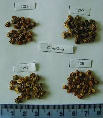 Image result for Onobrychis viciifolia