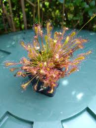 Attēlu rezultāti vaicājumam “Drosera anglica”