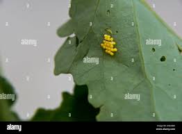 Attēlu rezultāti vaicājumam “Pieris brassicae underside”
