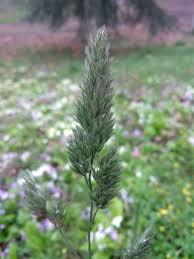 Attēlu rezultāti vaicājumam “Dactylis glomerata subsp. glomerata”