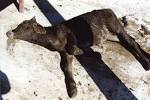 Animal Cruelty and the U.S. Beef Recall - Advocacy For Animals