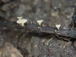 Attēlu rezultāti vaicājumam “Hymenoscyphus fraxineus”