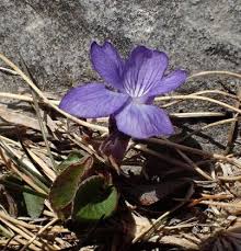 Attēlu rezultāti vaicājumam “Viola rupestris bud”