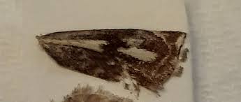 Attēlu rezultāti vaicājumam “Crambus heringiellus”