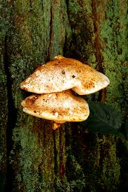 Attēlu rezultāti vaicājumam “Buglossoporus quercinus”