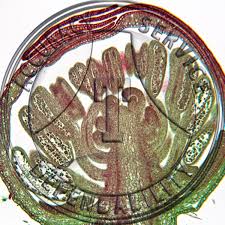 Attēlu rezultāti vaicājumam “Ranunculus acris flower”