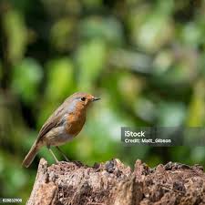 Attēlu rezultāti vaicājumam “Erithacus rubecula juvenile”