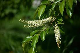 Attēlu rezultāti vaicājumam “Prunus serotina flower”