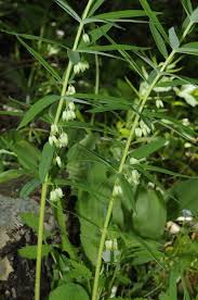 Attēlu rezultāti vaicājumam “Polygonatum verticillatum leaf”
