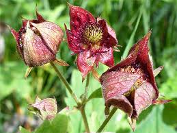 Attēlu rezultāti vaicājumam “Comarum palustre fruit”