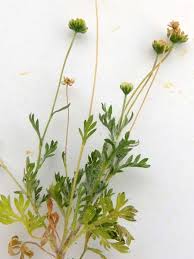 Attēlu rezultāti vaicājumam “Matricaria discoidea flower”