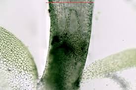 Attēlu rezultāti vaicājumam “Chiloscyphus polyanthos”