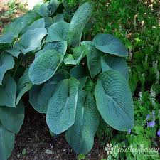 Image result for Hosta sieboldiana 'Elegans'