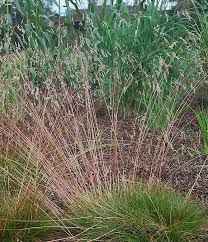 Attēlu rezultāti vaicājumam “Deschampsia flexuosa”