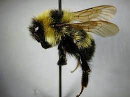 Attēlu rezultāti vaicājumam “Bombus”