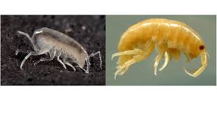 Attēlu rezultāti vaicājumam “Amphipoda”