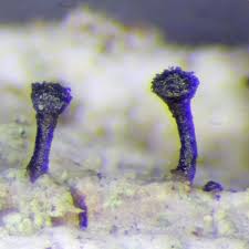 Attēlu rezultāti vaicājumam “Calicium salicinum”