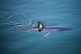 Image result for Isurus oxyrinchus