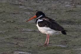 Attēlu rezultāti vaicājumam “Haematopus ostralegus”