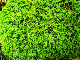 Attēlu rezultāti vaicājumam “Anomodon attenuatus sporophyte”