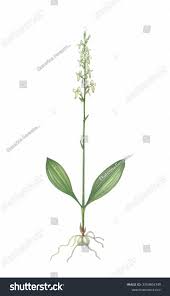 Attēlu rezultāti vaicājumam “Platanthera bifolia leaf”