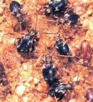 Attēlu rezultāti vaicājumam “Ptinus sp. female”