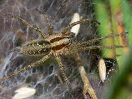 Attēlu rezultāti vaicājumam “Agelena labyrinthica”