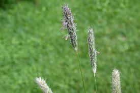 Attēlu rezultāti vaicājumam “Alopecurus pratensis”