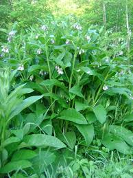Attēlu rezultāti vaicājumam “Symphytum officinale flower”
