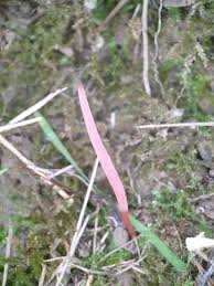 Attēlu rezultāti vaicājumam “Ramariopsis pulchella”