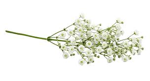 Attēlu rezultāti vaicājumam “Gypsophila paniculata flower”