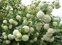 Attēlu rezultāti vaicājumam “Viburnum opulus flower”