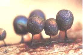 Attēlu rezultāti vaicājumam “Physarum pezizoideum”