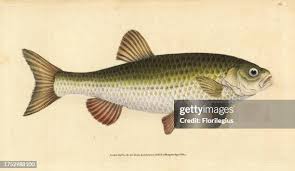 Attēlu rezultāti vaicājumam “Leuciscus idus”