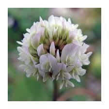 Attēlu rezultāti vaicājumam “Trifolium repens”