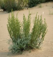 Image result for Artemisia caudata