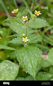 Attēlu rezultāti vaicājumam “Galinsoga quadriradiata flower”