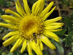 Attēlu rezultāti vaicājumam “Weissia squarrosa”