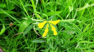 Attēlu rezultāti vaicājumam “Lathyrus pratensis fruit”