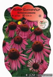 Image result for roter Sonnenhut